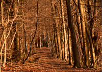 Path wood trees