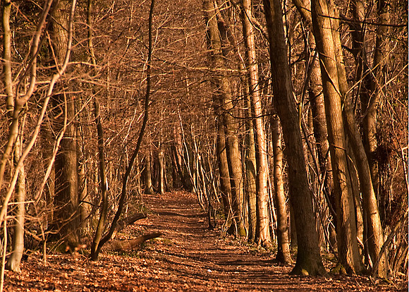Path wood trees
