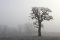 tree mist autumn rjmImages