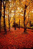 Autumnal trees