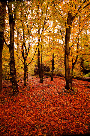 Autumnal trees