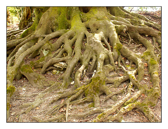 Roots in Colour