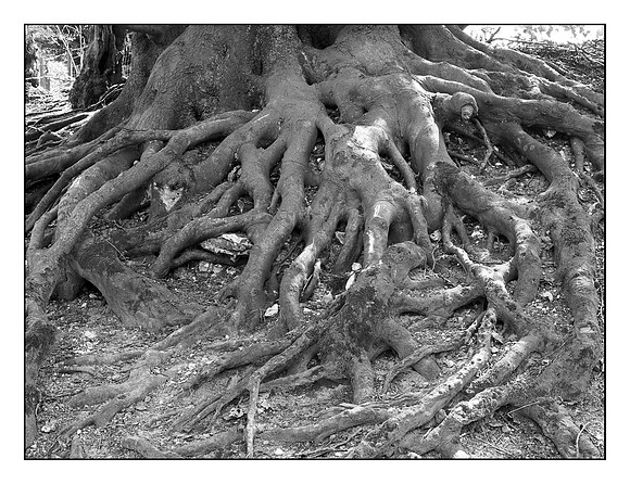 Roots