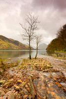 Lone Tree