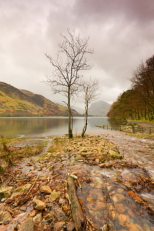 Lone Tree