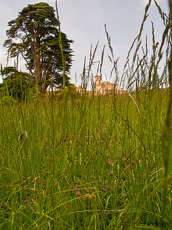Through the Grass