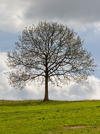 Lone Tree