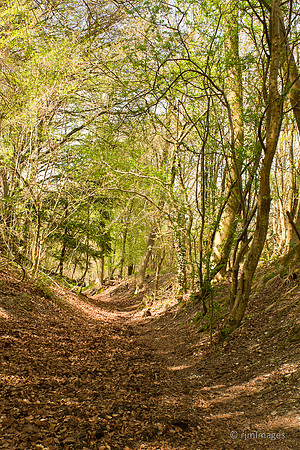 Through the Trees